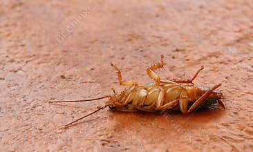 Pest control