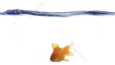 Single goldfish animal isolated