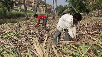 People working at the rice fields in Hampi.