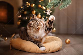 Tabby and happy cat. Christmas season 2017, new year, holidays and celebration