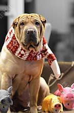 Sharpei female with christmass scarf