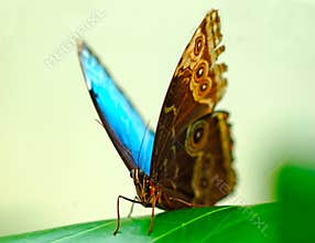 A beautiful turquoise butterfly