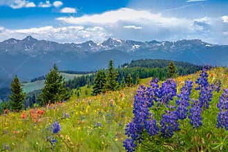 Mountain Wildflowers