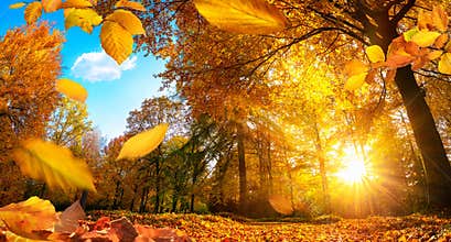 Golden autumn scene with falling leaves