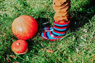 Little boy with pumpkin at fall, autumn activities