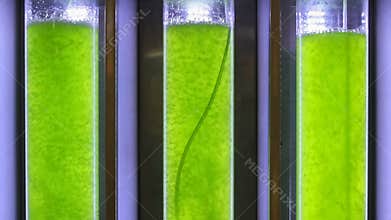 Seamless looping, Photobioreactor in Algae fuel biofuel industry lab.
