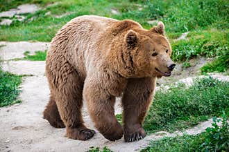 Brown Bear, Carpathian Mountains