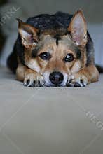 Sad dog
