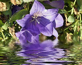 Nice flowers