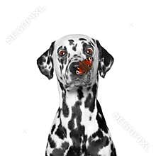 Сute dog looks at butterfly at his nose