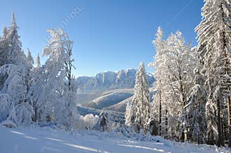 Christmas nature