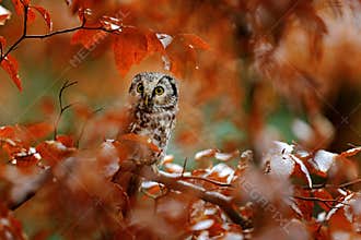 Owl in the orange forest. Boreal owl, Aegolius funereus, in the orange larch autumn forest in central Europe, detail portrait in