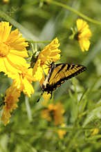 Yellow Butterfly