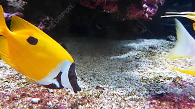 Yellow Foxface Rabbitfish