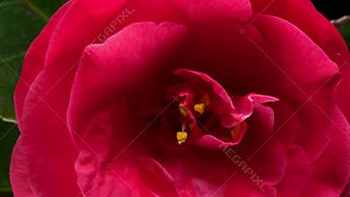 Japanese camellia flower blooming