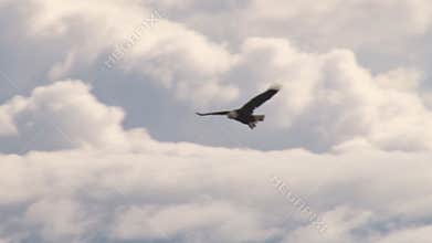 Eagle soaring through puffy white clouds