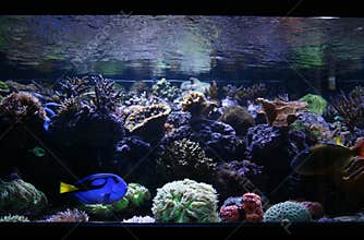 Fish Tank