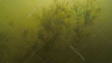 Life under water