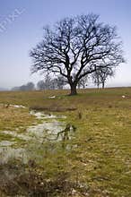 Leafless tree