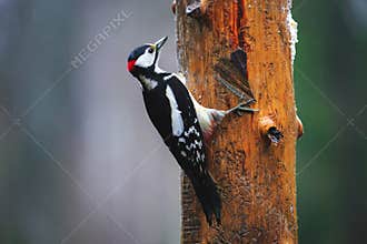 Great Spotted Woodpecker in a rainy spring forest