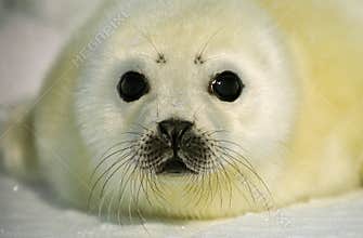 Harp Seal Pup