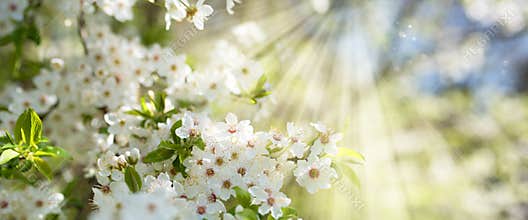 White blossoms in spring sun