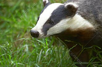 Badger