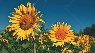 Flower Sunflowers. Blooming in farm - field with blue sky. Beautiful natural colored background.