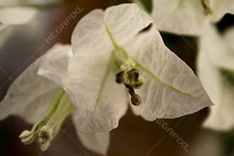 SOUTHERN WHITE FLOWER OF COLOMBIA
