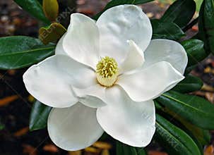 Magnolia blossom