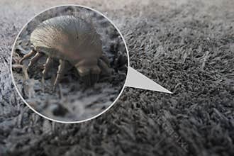 House dust mite - 3D Rendering