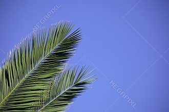 Palm Leaves