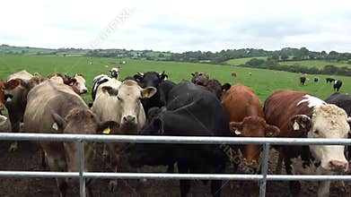 Beef cattle feeding in a field