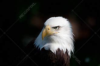 Bald eagle