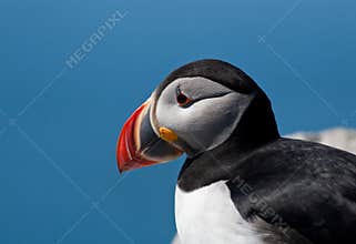 Close-up of a Puffin