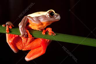 red tree frog tropical amazon rain forest big eyes