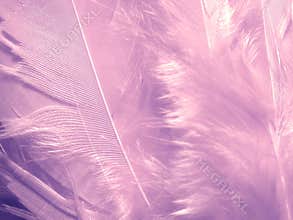 Soft Purple Feathers Texture