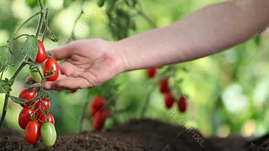 Hands touches plants of cherry tomatoes control quality and cure the vegetables garden