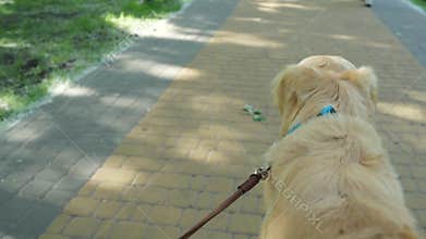 Rear view of a pleasant dog walking on the lead