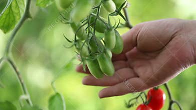 Hands touches plants of cherry tomatoes control quality and cure the vegetables garden