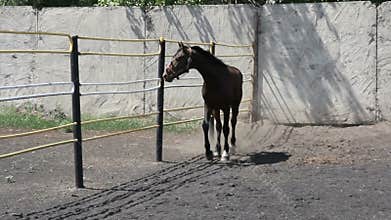 Black wild horse running around the paddock