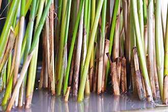 Cyperus alternifolius