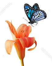 Day lily and blue butterfly