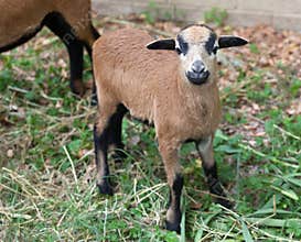 Young sheep of Cameroon
