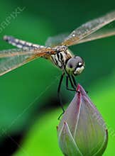 Dragonfly stand in bud
