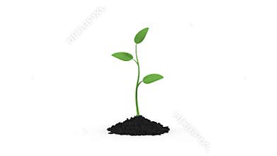 The growth of young plants. isolated