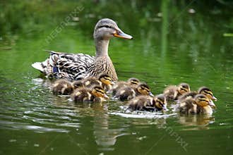 Duck and ducklings