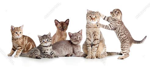 Various cats group isolated