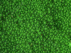Green Moss