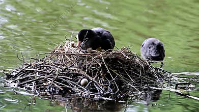 Feeding couple of coots in Brummen, Holland